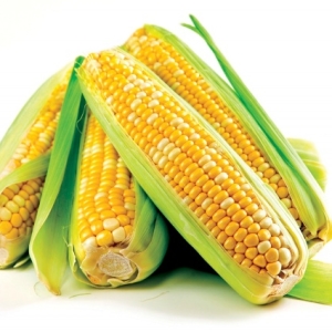 Zdjęcie Jak sadzić kukurydzę w domku