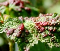How to get rid of aphid on currant