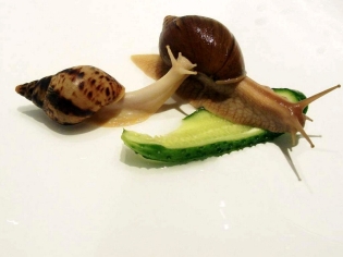 That eat snails at home