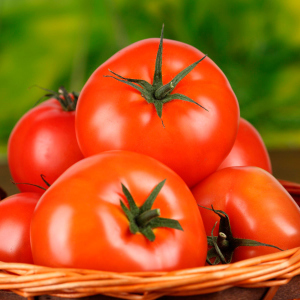 Wie man Tomaten im Gewächshaus klopft