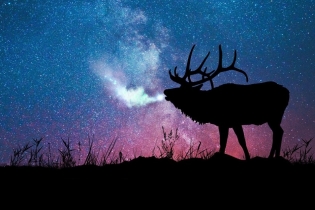 Katere sanje Elk?