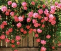 Как выращивать плетистую розу