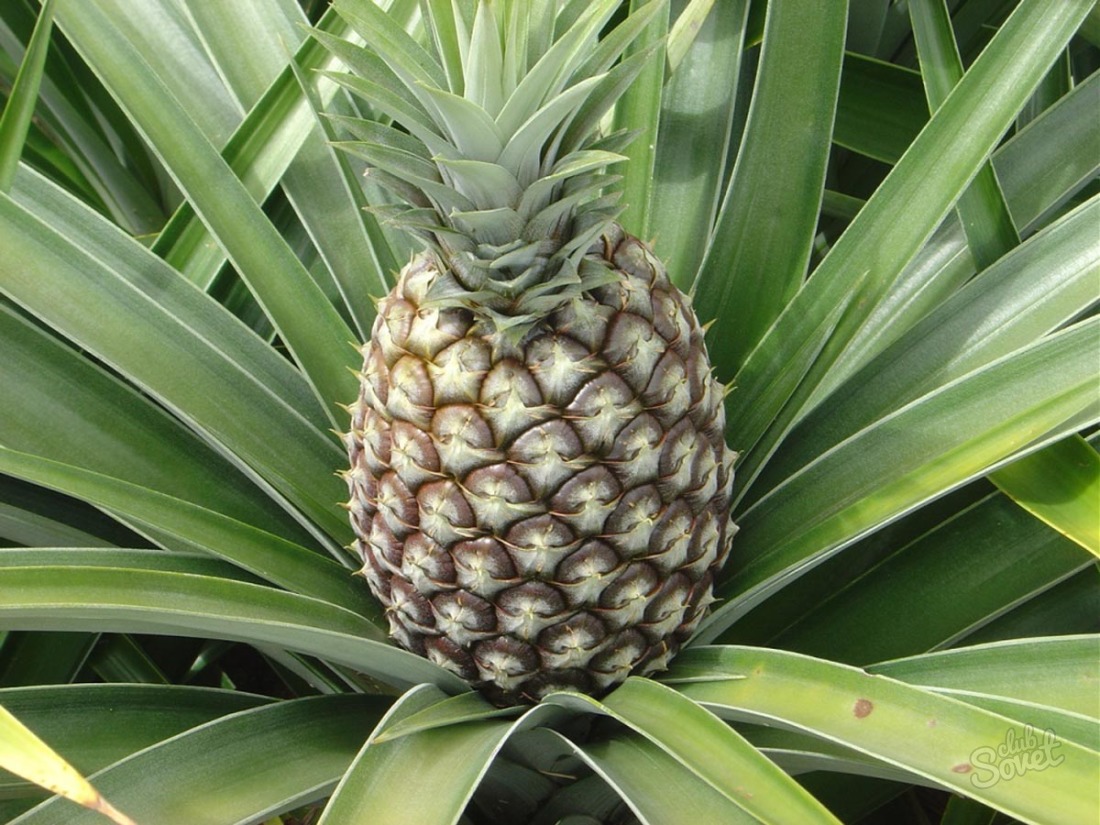 Comment cultiver l'ananas