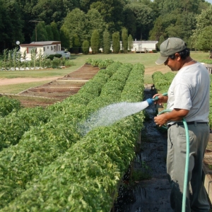 Фото як посадити розсаду помідорів у відкритий грунт