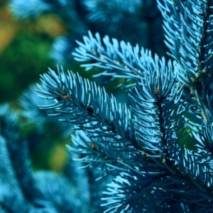 Stock Foto How to grow blue fir