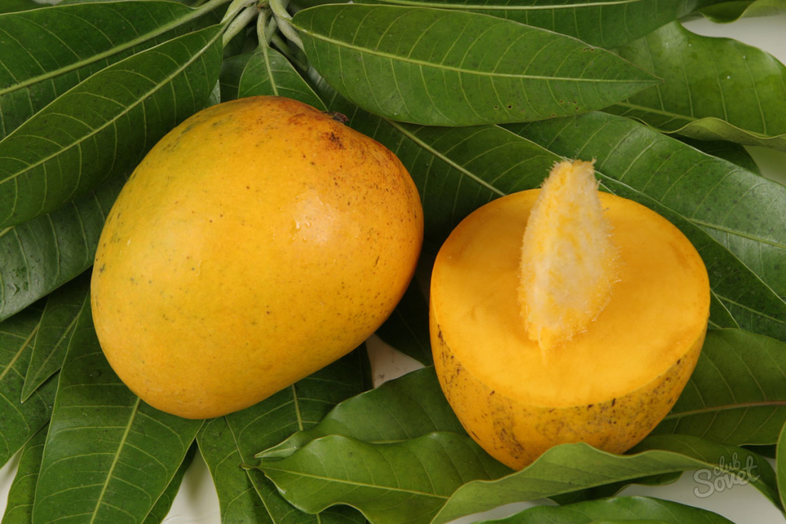 Ako pestovať mango kosti doma?