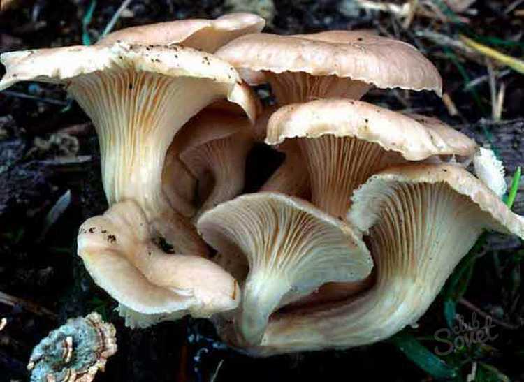 Catalogo con una descrizione di funghi con le foto, immagini, brani tratti da indici di funghi, l'esperienza personale.