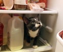 Как устранить неприятные запахи в холодильнике