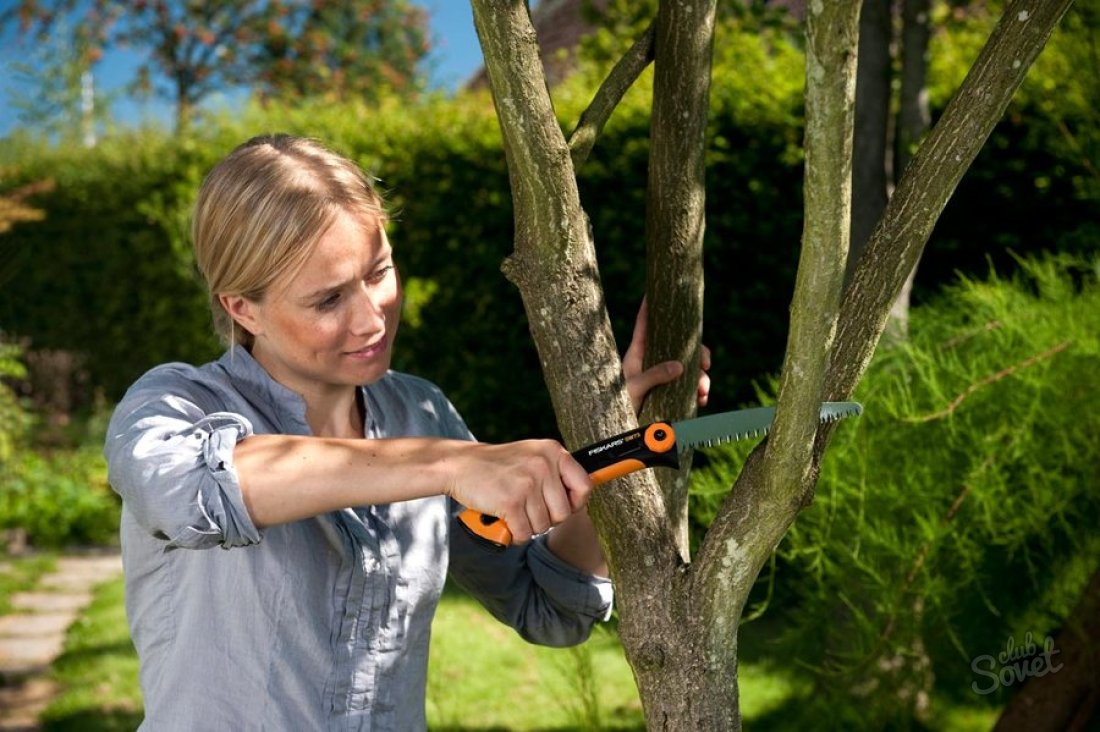 How to cut a branch