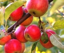 كيفية جعل شجرة التفاح