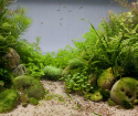 Как да се отървем от водорасли в аквариума