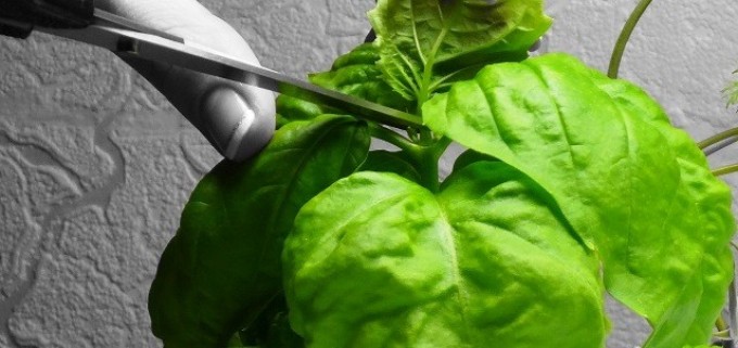 How-assetto-Basil-640x302