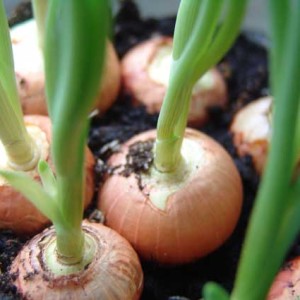 Photo How to plant onions on greens