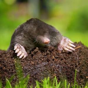 Πώς να φέρετε το mole από το οικόπεδο