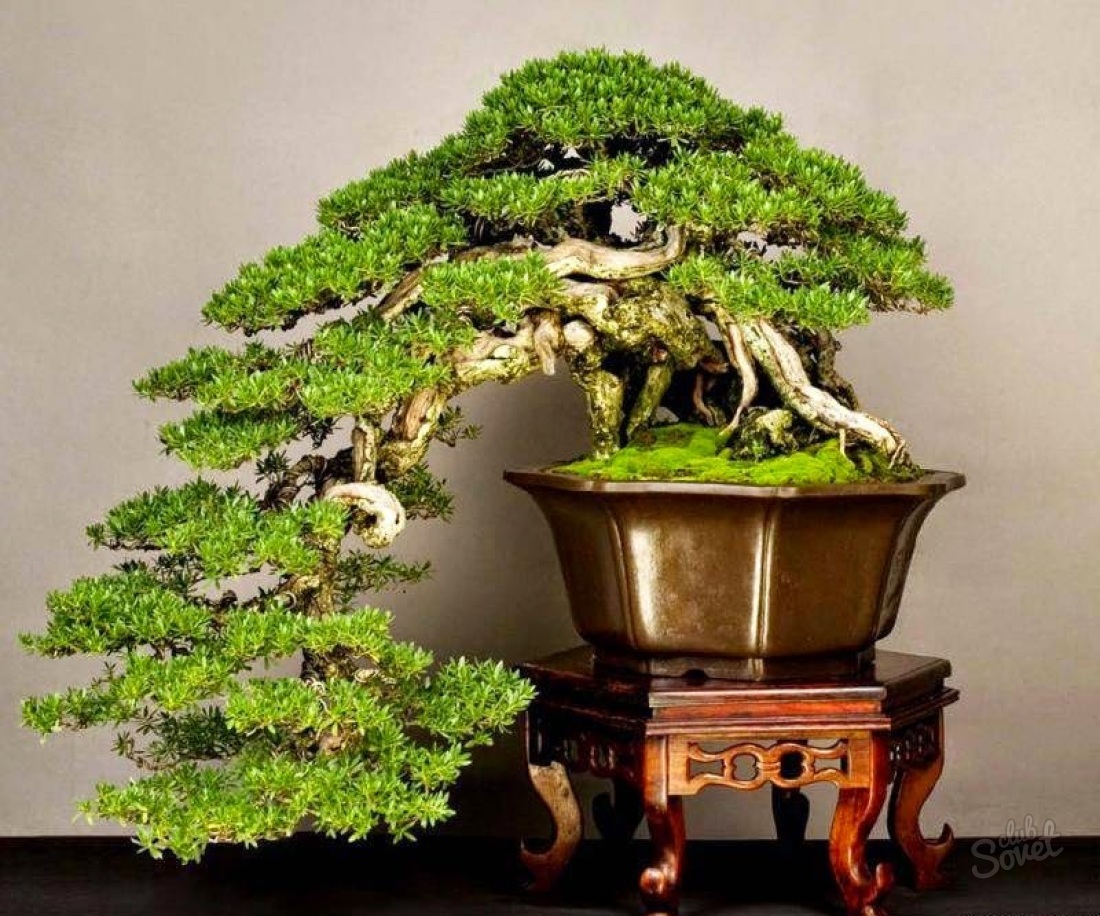 როგორ გააკეთოს ხელოვნური bonsai