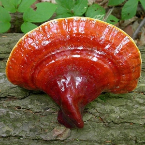 Photo ganoderma for weight loss