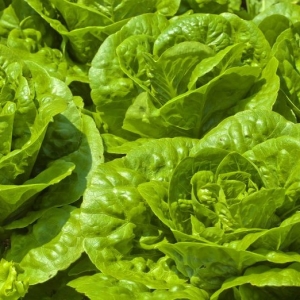 Foto cara menumbuhkan salad selada