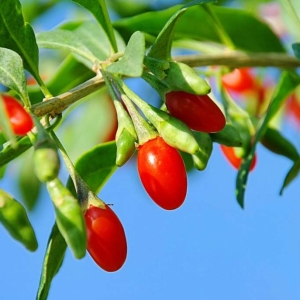 Фото ягоды годжи - полезные свойства