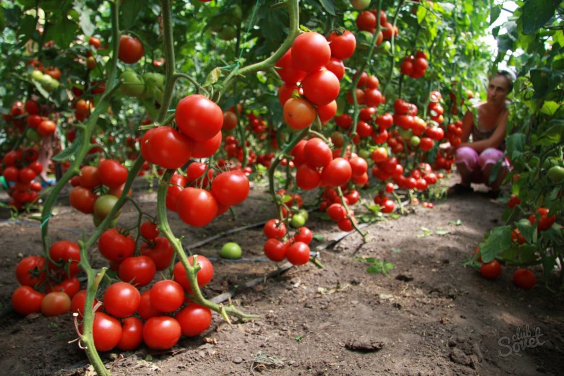 Kako posaditi rajčice