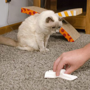 Πώς να απαλλαγείτε από τη μυρωδιά της γάτας