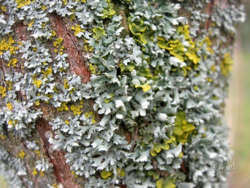 Lichen na stromech, jak se vypořádat