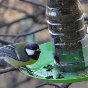 Foto Come fare un alimentatore per uccelli da una bottiglia di plastica?