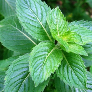 Photo how to grow mint