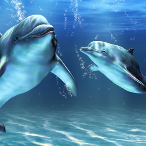 O que os golfinhos sonham?