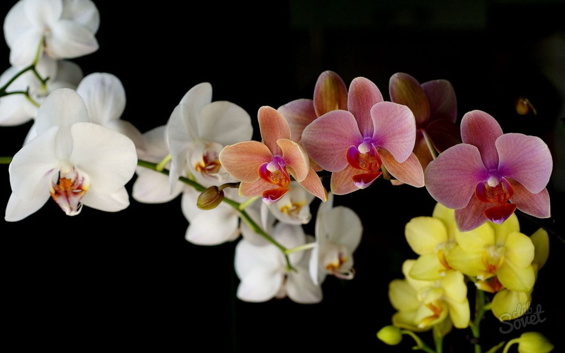 Wie man die Orchidee aufweist