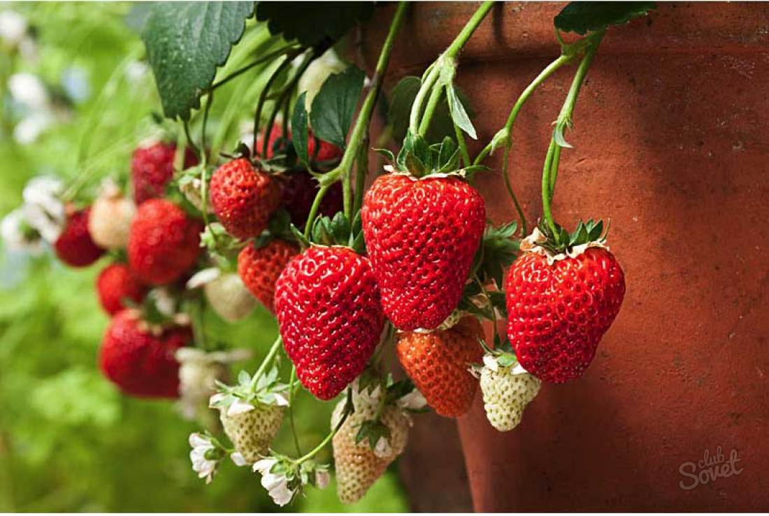 Wie man Erdbeeren auf dem Balkon wächst