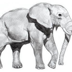 Photo how to draw an elephant