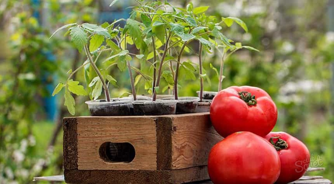 O que alimentar as mudas do tomate, de modo que existem gordas?