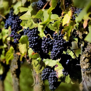 Zdjęcie Jak zrobić urok dla winogron