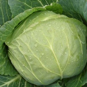 Photo Cabbage n'est pas lié à Kochan - Que faire?