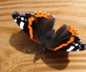 Пеперудата летява в къща или апартамент - знак