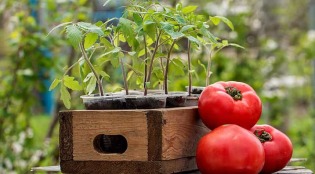 Какво да хранят разсад на доматите, за да бъдат закръглени?