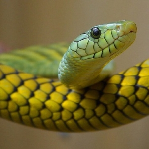 Fotó Hogyan lehet megszabadulni a kígyóktól a telken