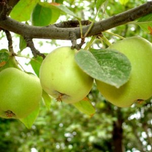Ako znížiť starý jablkový strom