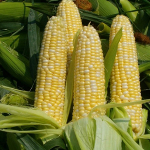 Fénykép Hogyan ültetni kukoricát nyitott földön?