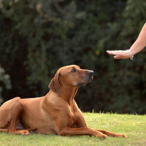 Fotó Hogyan tanítson egy kutyát a helyre