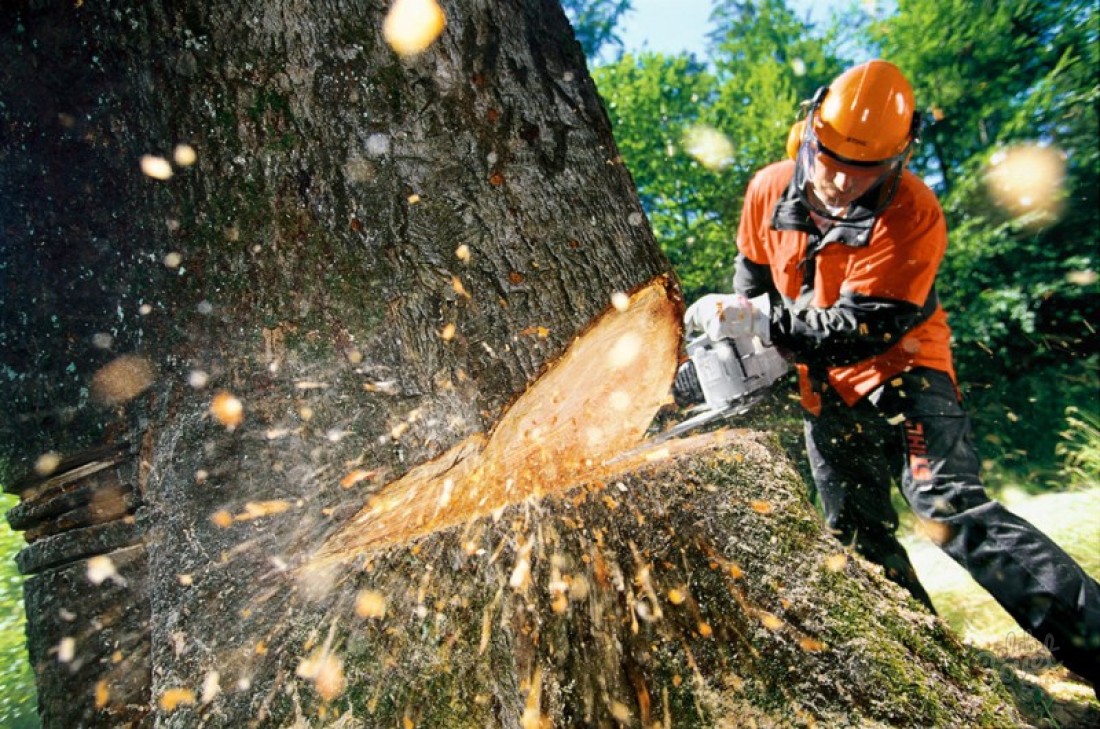 Cum să taie un copac