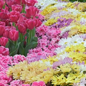 Foto Como organizar um canteiro de flores no país