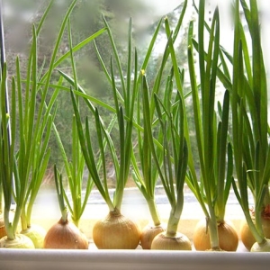 Stock Foto Jak rosnąć do domu zielone cebule