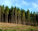 Come affittare una foresta