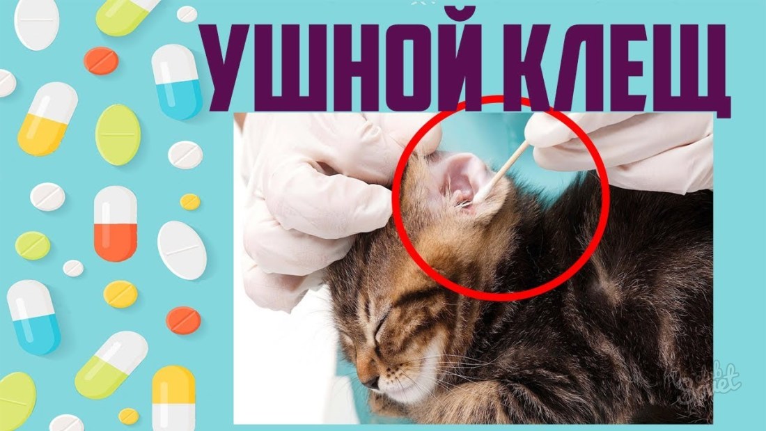 traitement de la tique de l'oreille à la maison de chat