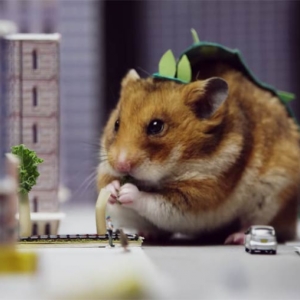 Fotoğraf Nasıl bir hamster için bakım