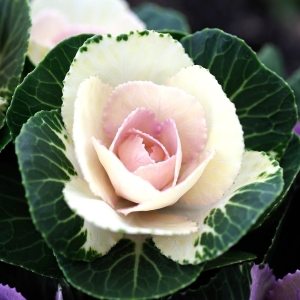 Stock Foto How to grow decorative cabbage