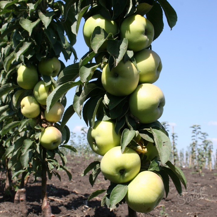 Kako smanjiti stablo colonum jabuka