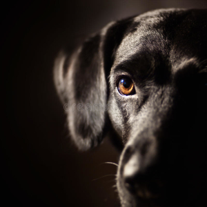 Фото к чему снится черная собака?