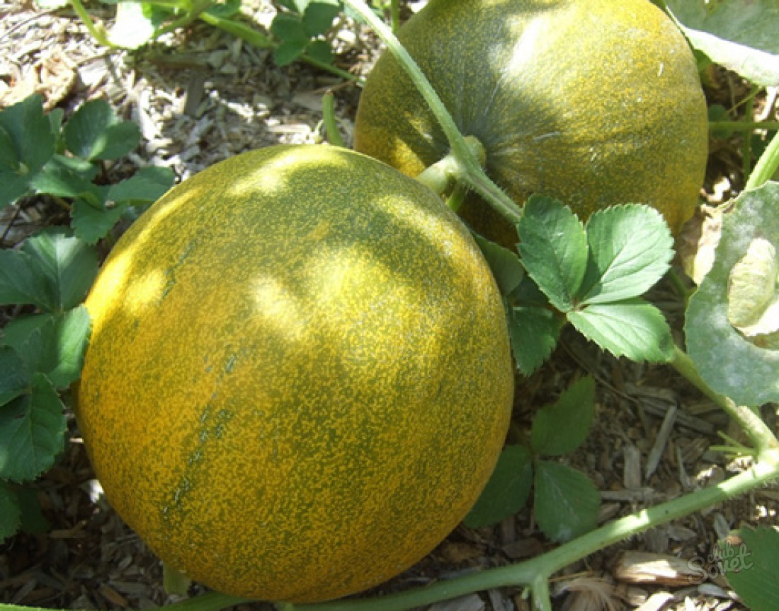 Hur man planterar en melon